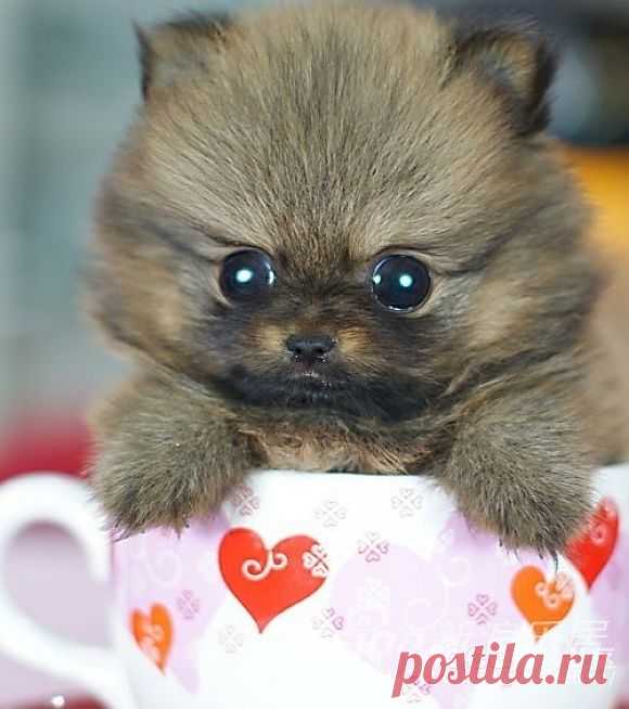 Cats!cats | Cutest Paw