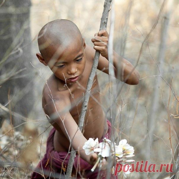 Мальчик собирает цветы. Мьянма. Автор фото – Алексей Терентьев: nat-geo.ru/photo/user/24117/