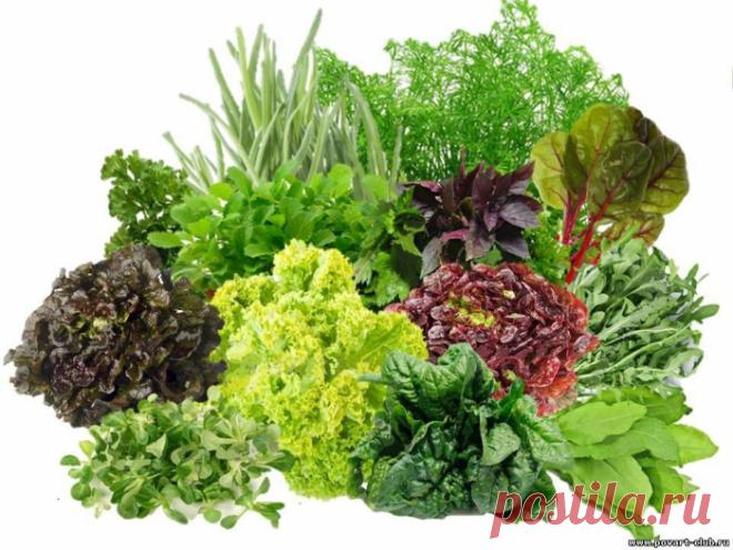 СЕКРЕТЫ ДЛИТЕЛЬНОГО ХРАНЕНИЯ ЗЕЛЕНИ