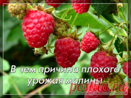 В чем причина плохого урожая малины