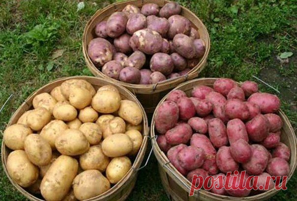 СОРТА КАРТОФЕЛЯ