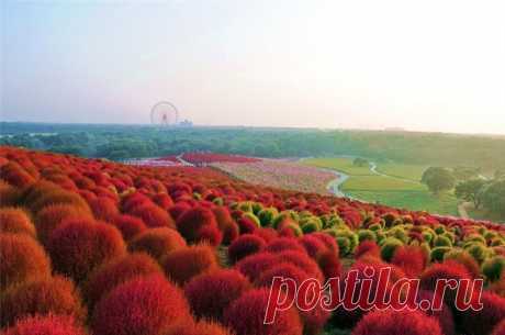 Времена года в японском национальном парке Хитачи