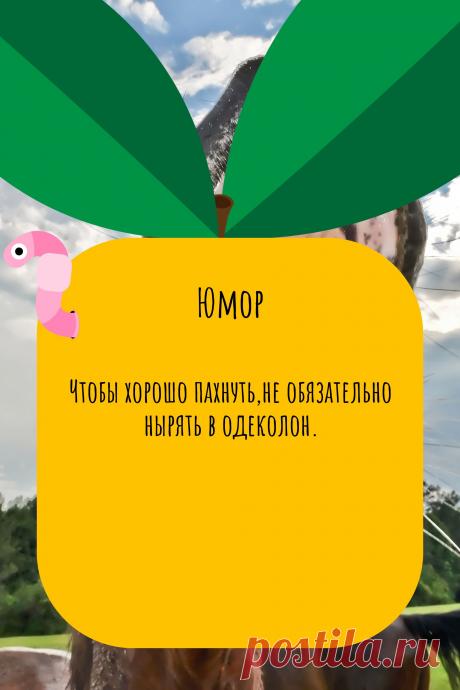 Цитата про «Юмор» — Чтобы хорошо пахнуть,не обязательно нырять в…
