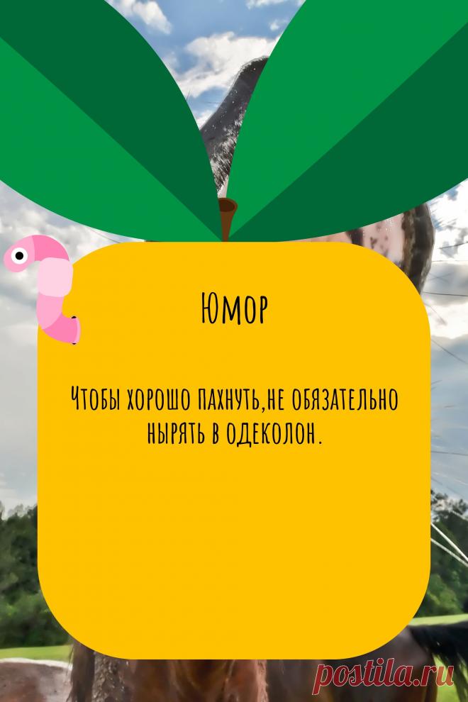 Цитата про «Юмор» — Чтобы хорошо пахнуть,не обязательно нырять в…