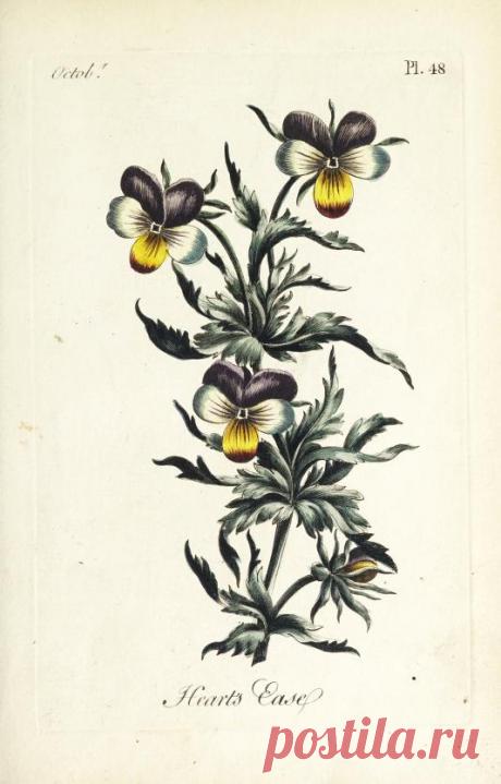 The florist : containing sixty plates of the most beautiful flowers regularly dispos'd in their succession of blowing : to which is added an accurate description of their colours, with instructions for drawing & painting them according to nature : being a new work intended for the use & amusement of gentlemen and ladies delighting in that art : Free Download, Borrow, and Streaming : Internet Archive