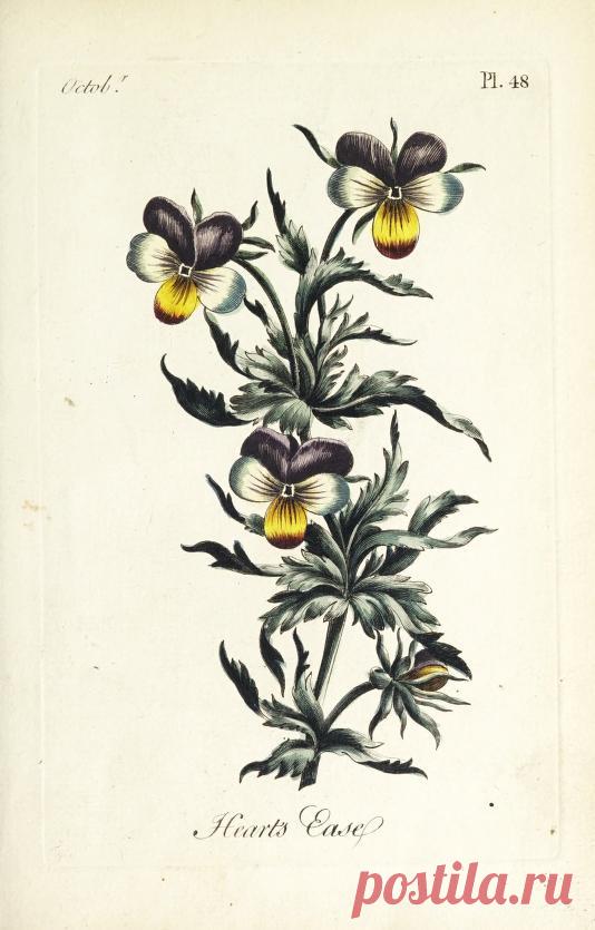 The florist : containing sixty plates of the most beautiful flowers regularly dispos'd in their succession of blowing : to which is added an accurate description of their colours, with instructions for drawing & painting them according to nature : being a new work intended for the use & amusement of gentlemen and ladies delighting in that art : Free Download, Borrow, and Streaming : Internet Archive
