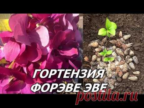 Гортензия Фореве ЭВЕ! Посадка, особенности ухода, выращивания, полива