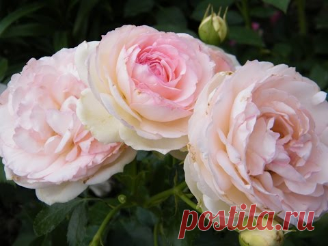 Второй шанс розе