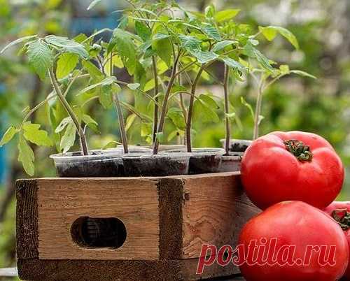 Посев томатов на рассаду по Лунному календарю 2016 года