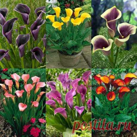 Зантедеския уход за цветком в домашних условиях — Бабушкины секреты