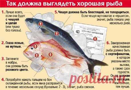 Так должна выглядеть хорошая рыба.