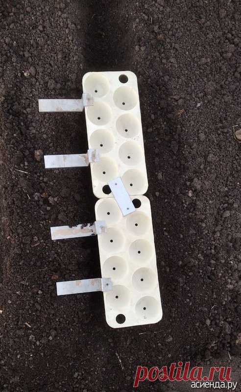 Посадка моркови. Апрель 2022: Дневник пользователя stellay