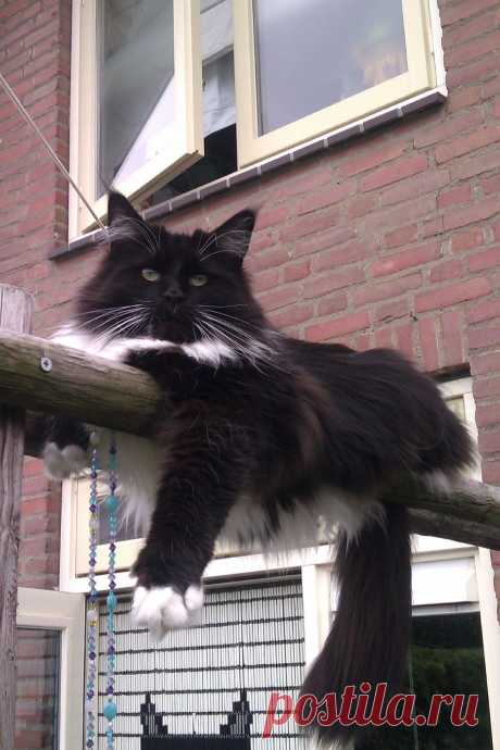 maine coon