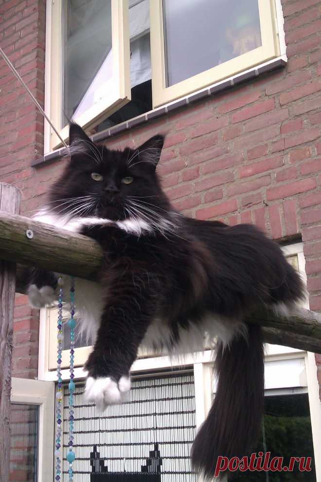 maine coon