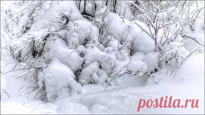 Лыжня .Фотопрогулка по зимнему лесу