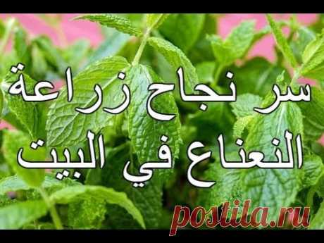 (1) سر نجاح زراعة النعناع في البيت - YouTube