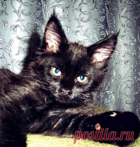 Мейн-кун 2,5 месяца