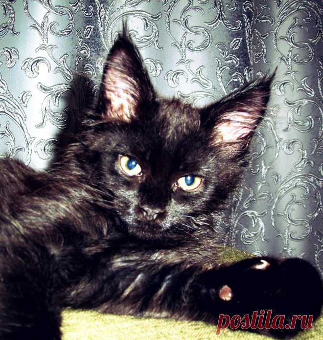 Мейн-кун 2,5 месяца