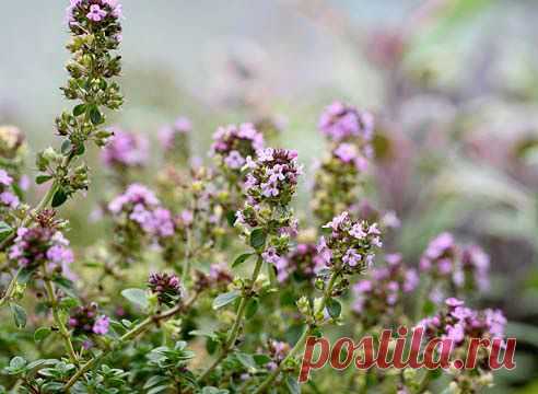 Ароматный тимьян. Как же его вырастить?