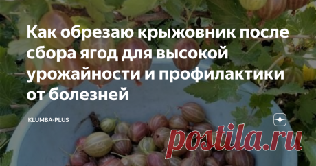 Как обрезаю крыжовник после сбора ягод для высокой урожайности и профилактики от болезней Крыжовник несмотря на колючки популярная садовая культура. Крыжовник неприхотлив и при простом уходе даёт отличных урожай вкусных и полезных ягод. На моём участке растёт сорт крыжовника Русский. Урожайный раскидистый куст с крупной вкусной кисло-сладкой ягодой. Зачем и когда обрезать крыжовник? Крыжовник нужно обрезать каждый год либо рано весной до того, как начнут распускаться почки...