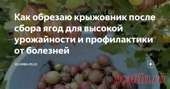 Как обрезаю крыжовник после сбора ягод для высокой урожайности и профилактики от болезней Крыжовник несмотря на колючки популярная садовая культура. Крыжовник неприхотлив и при простом уходе даёт отличных урожай вкусных и полезных ягод. На моём участке растёт сорт крыжовника Русский. Урожайный раскидистый куст с крупной вкусной кисло-сладкой ягодой. Зачем и когда обрезать крыжовник? Крыжовник нужно обрезать каждый год либо рано весной до того, как начнут распускаться почки...