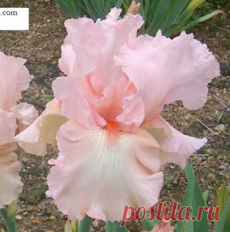 TB Iris germanica 'Mimi' (Shockey, 1982)  |  Найдено на сайте exlineirisgarden.com.