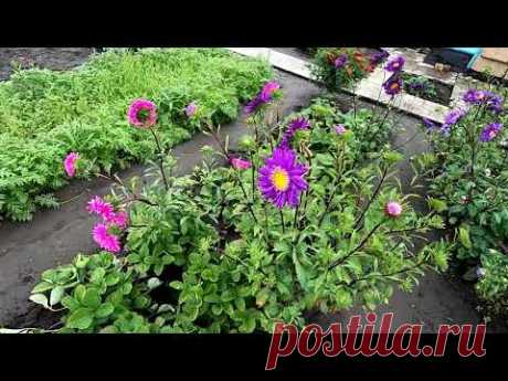Астры выросли самосевом и красиво цветут