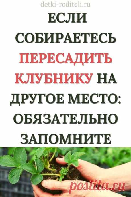 Если собираетесь пересадить клубнику на другое место: обязательно запомните