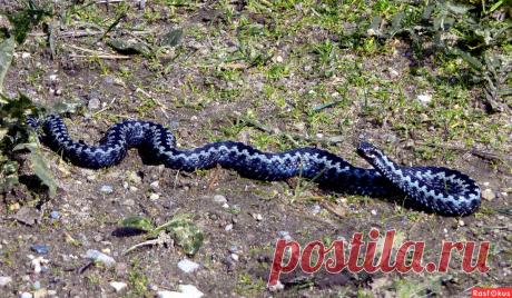 Фото: Красавица. Николай Попов. Макро - Фото и фотограф на Расфокусе.