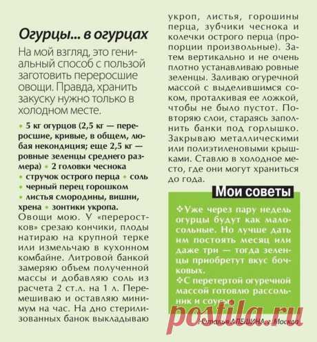 Огурцы... в переросших огурцах