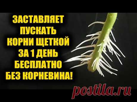 Самый легкий способ укоренить любой черенок! Корни попрут щеткой за 1 день!