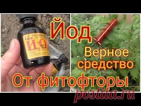 ЙОД в теплице. Для чего нужен и как применять? Секрет колеусов на миллион!)