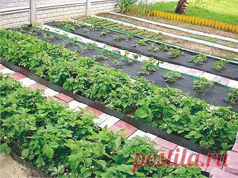 Секреты хороших урожаев | Самоцветик