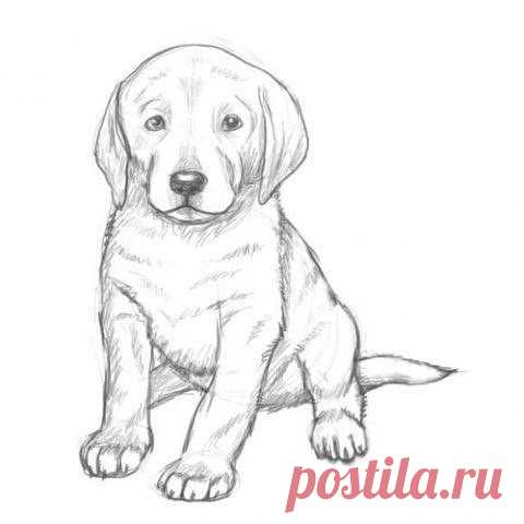 Рисуем щенка