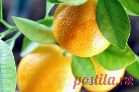 Плодоносящие комнатные растения | Наш уютный дом