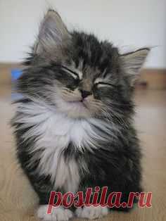 Nodding Kitten
