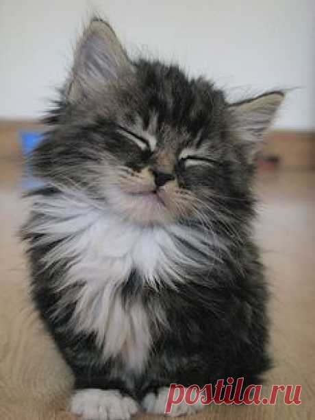 Nodding Kitten