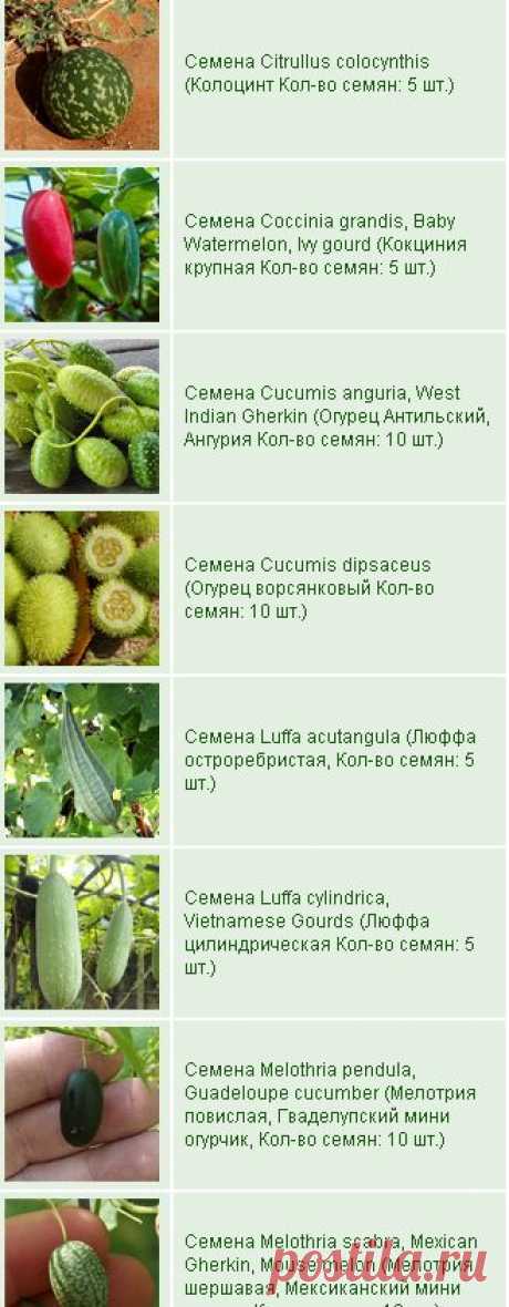 trade house seeds-торговый дом семян
