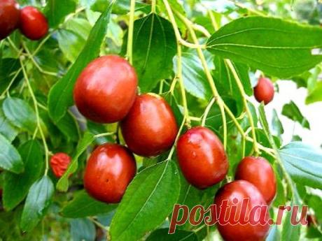 "Древо жизни" ( или унаби, китайский финик, зизифус) и его польза.