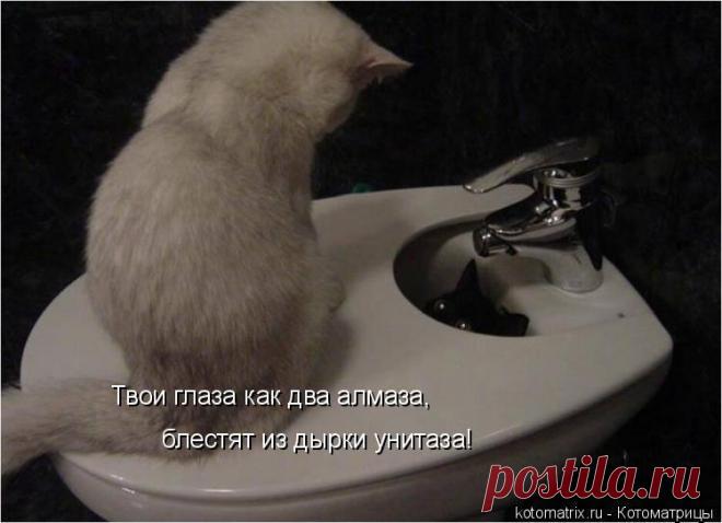 У моей любви зелёные глаза. | KotoMail.ru