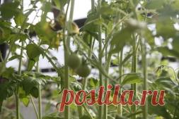 Что посеять и посадить в огороде в июле? - Садоводка