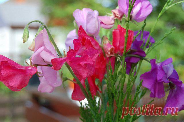 Горошек душистый. Правила успешного выращивания | Наш дом