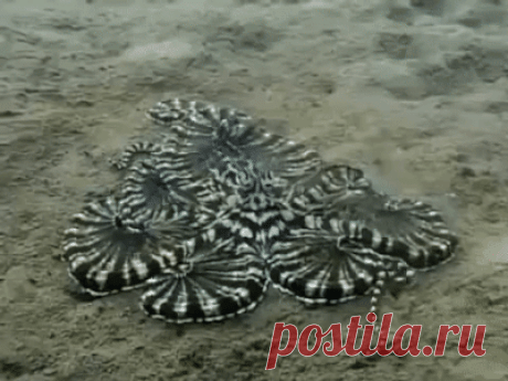 Краб против осьминога - GIF