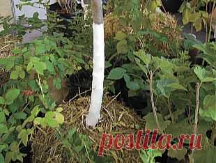 Правда о саженцах. Какой посадочный материал выбрать? | Наш уютный дом