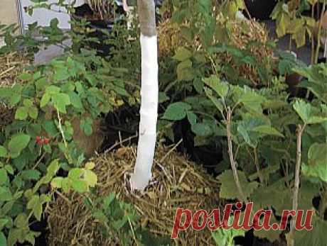 Правда о саженцах. Какой посадочный материал выбрать? | Наш уютный дом