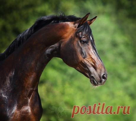 тёмно - гнедой красавец. (русская верховая порода)