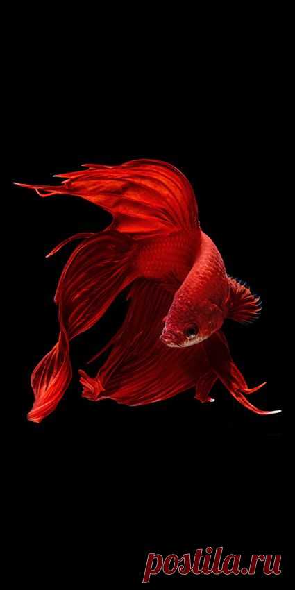 (2) Fish by Visarute Angkatavanich | Ocean / Water 