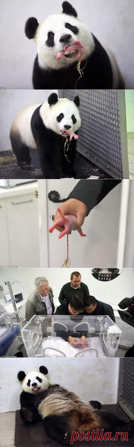 Панда Хао Хао родила крохотного детеныша в бельгийском зоопарке