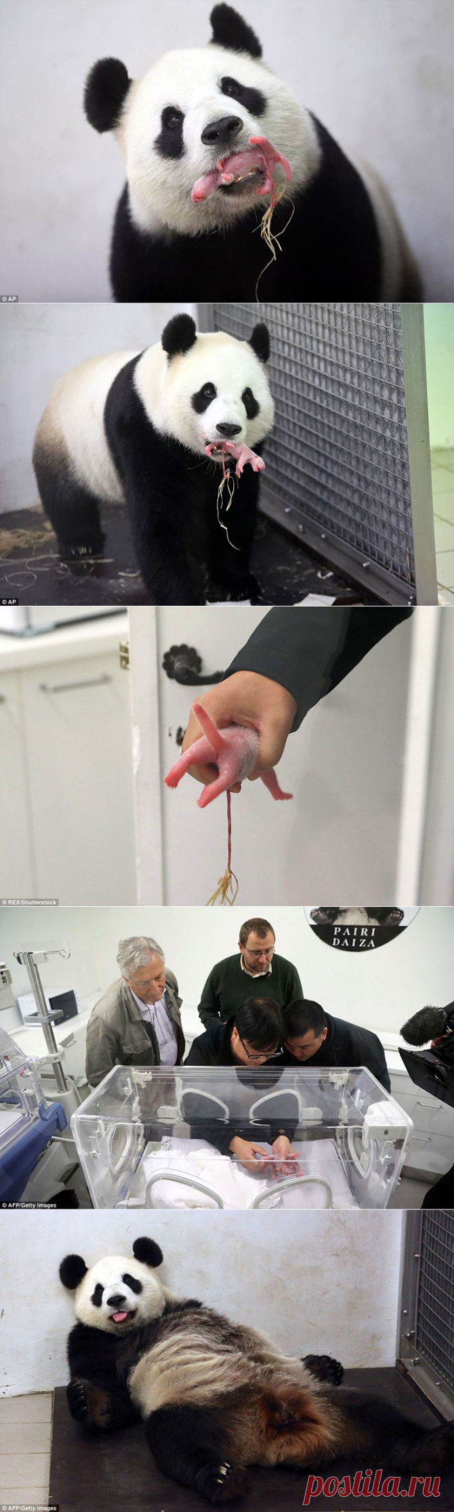 Панда Хао Хао родила крохотного детеныша в бельгийском зоопарке