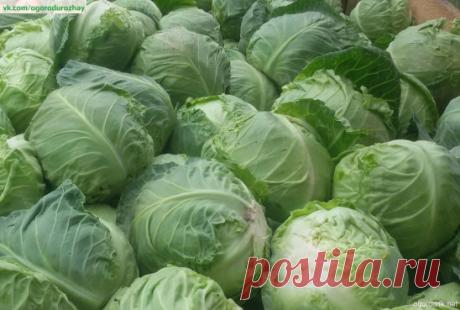 Валериана спасет капусту
Чтобы капуста росла крепкой и здоровой, я использую испытанное временем средство. В 3 л воды добавляю аптечный пузырек валерианы и 1 ст. л. жидкого мыла. Подготовленным раствором опрыскиваю капусту, пораженную вредителями, – и все, больше ей никто не мешает расти. А за месяц до уборки кочанов на хранение опрыскиваю капусту нашатырным спиртом. Для этого 1 пузырек нашатырного спирта (40 мл) надо вылить в 5-литровое ведро воды и добавить пару столовых ложек жидкого мыла. П